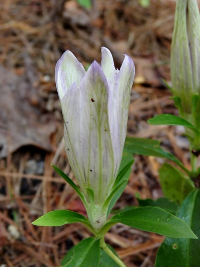 {Gentiana villosa}